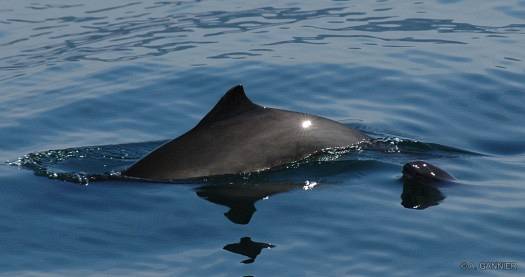 Dauphins et marsouins de Gascogne