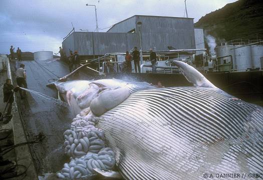 Rorqual commun, Islande, 1987. Les Japonais découpent la baleine.