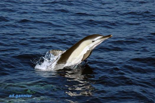 Projet d'arrêté sur les captures accidentelles de dauphins