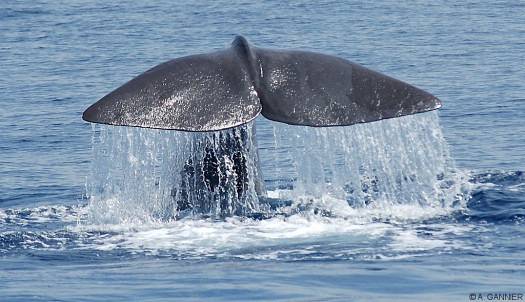 Cachalot caudale