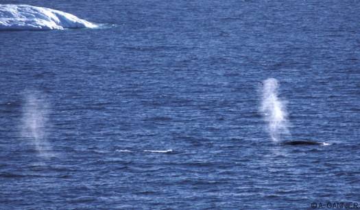 L'océan Austral voit ses populations de grands rorqual se reconstituer peu à peu