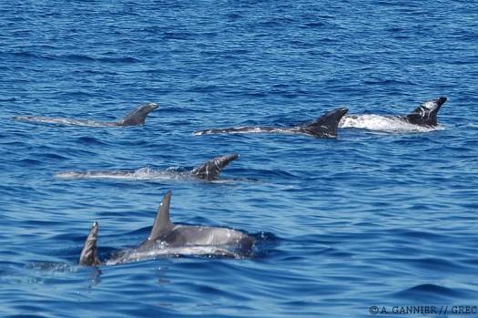 Dauphin de Risso groupe