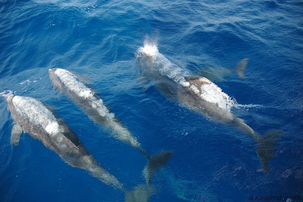 Grand dauphin plusieurs