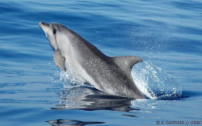 Dauphin bleu et blanc // Striped dolphin - Cétologie - Baleines et dauphins,  le magazine en ligne