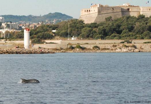 Grand dauphin Antibes