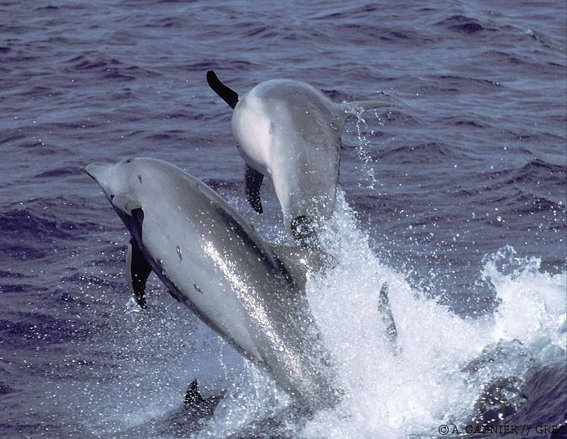 Grand dauphin avec des rémoras
