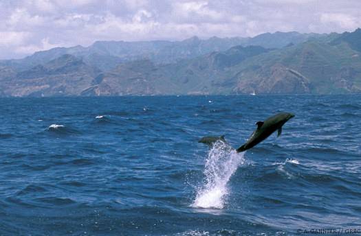 Grand dauphin à Nuku