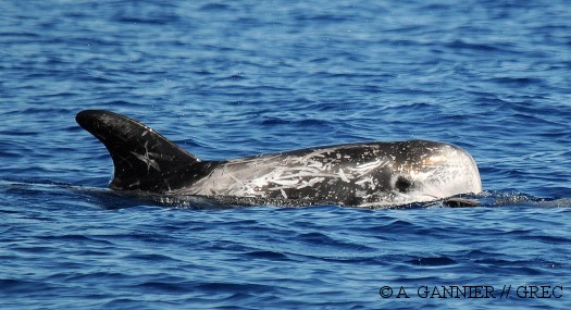 Un Dauphin de Risso ou Grampus griseus