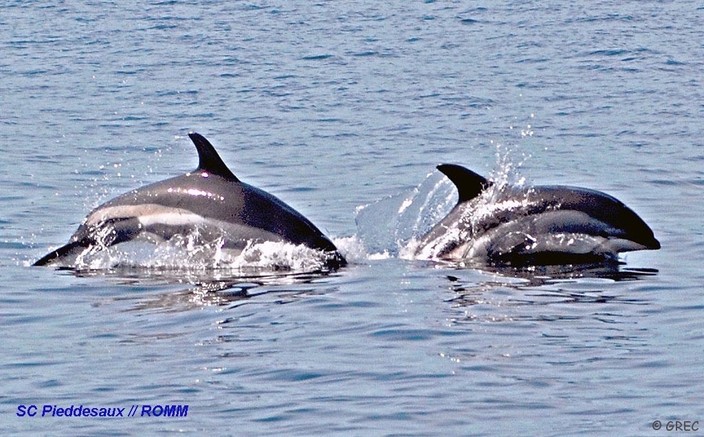 Dauphin à flancs blancs de l'Atlantique - Baleines en direct