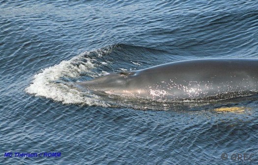 Petit rorqual mct ROMM