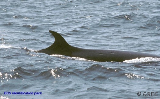 Rorqual-boréal-ECS-site Rorqual boréal ECS