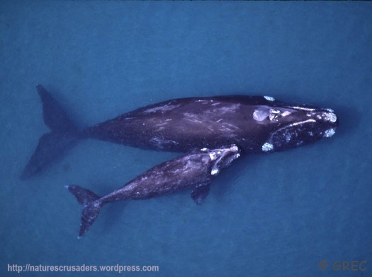 baleine franche et son nourrisson