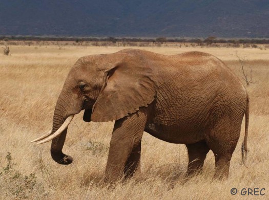 éléphant tsavo