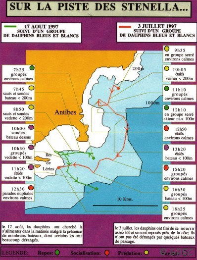 roupe de dauphins bleus et blancs en été 1997