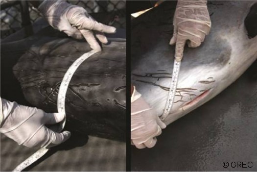 Figure 1 : exemple de blessures prodiguées par des grands dauphins sur des marsouins échoués (Extrait de Cotter et al., 2012).