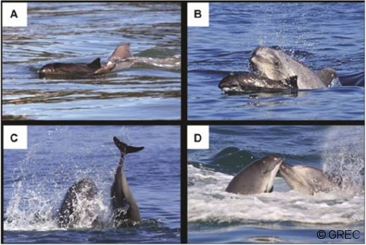 Figure 2 : Images illustrant une des attaques observées. a : la prise en «sandwich» ; b : la noyade ; c : le lancer ;d : la charge (Extrait de Cotter et al., 2012).