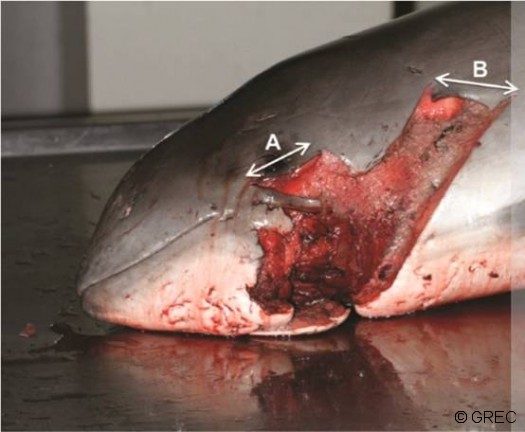 Figure 3 : Exemple de lésions observées sur un des 2 cadavres de marsouins communs échoués sur les côtes belges. (Extrait de Healters et al., 2012).