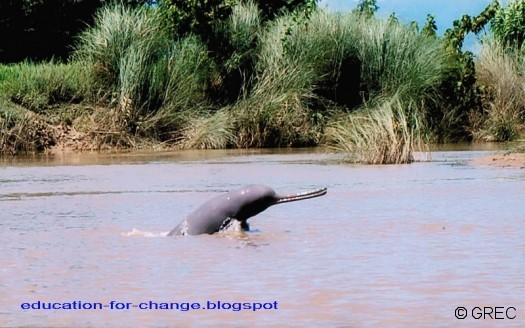 Un dauphin du Gange