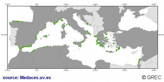 ziphius-strandings-med