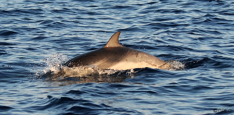 Dauphin bleu et blanc // Striped dolphin - Cétologie - Baleines et dauphins,  le magazine en ligne