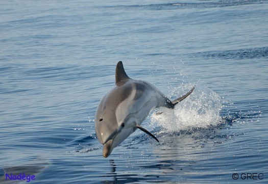 Dauphin-bleu-et-blanc_Nadege