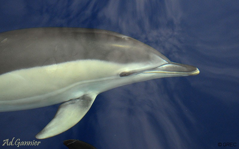 Le Delphinus a régressé aussi dans les îles Ioniennes