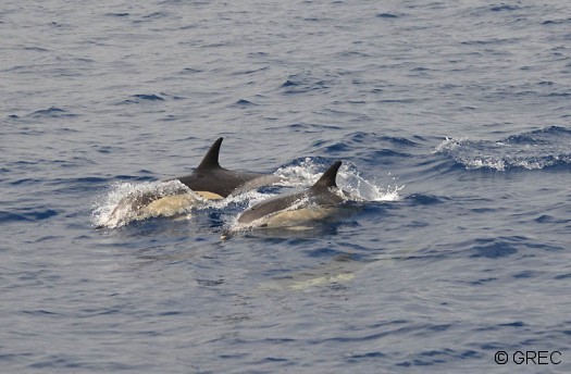 Les Delphinus açoréens sont souvent occupés à chasser