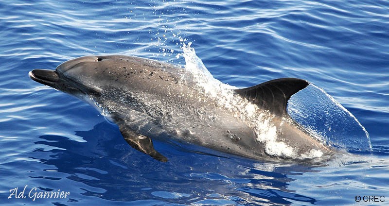 Lire la suite à propos de l’article Dauphins : combien de temps tiennent-ils sous l’eau ?