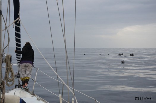 Les Dauphins communs viennent souvent à l'étrave