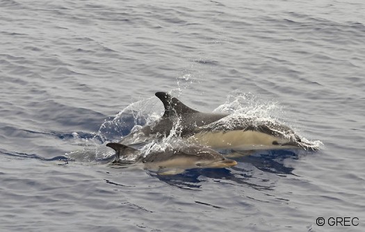 Pêche dans le golfe de Gascogne