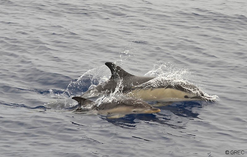 Lire la suite à propos de l’article Pêche dans le golfe de Gascogne