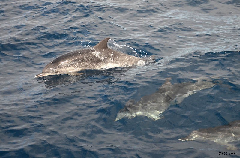 Les dauphins tachetés frontalis semblent de plus en plus nombreux