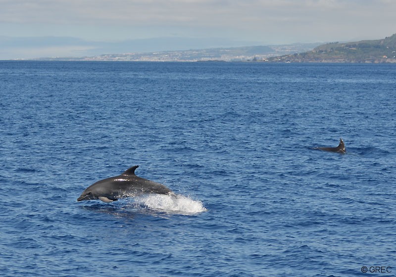 Grands dauphins au large de la pointe Garça