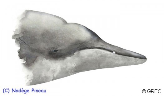 Le Mésoplodon de Sowerby: petites dents et museau assez long