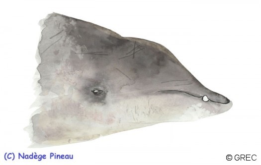 Le Mésoplodon de Gervais: petites dents et museau assez court