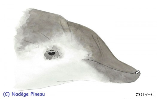 Le Mésoplodon de True, avec ses deux petites dents au bout du bec