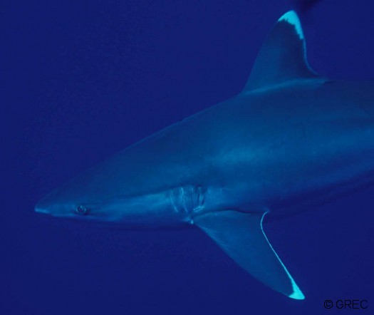 Requin à aileron blanc