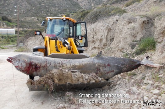 Ziphius_Crete