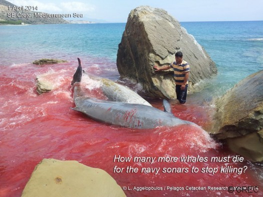 Ziphius_stranding-Sonar_Crete