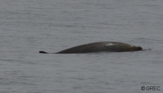 Un Mésoplodon de Blainville vu en juillet 2014