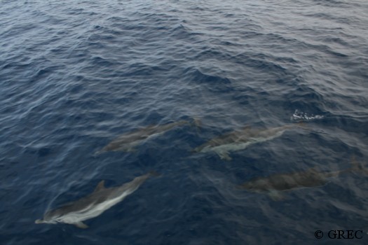 Dauphins bleus et blancs