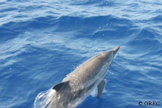 Dauphin bleu et blanc