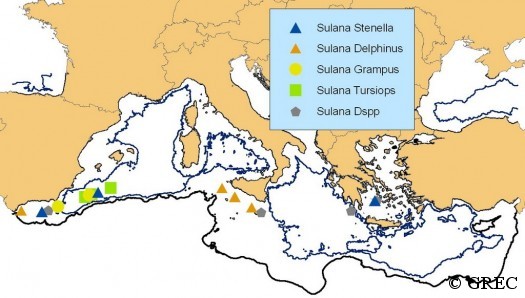 L'Odyssée cétologique de Sulana