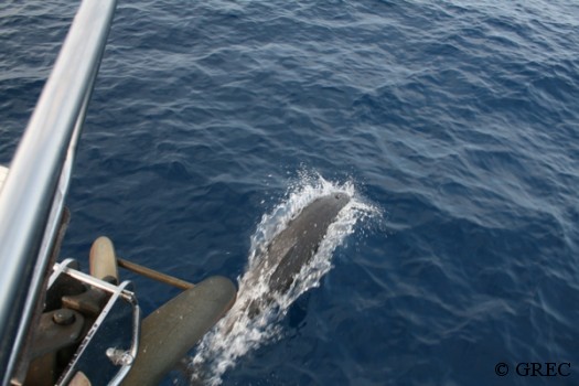 Un Tursiops à l'étrave de Sulana