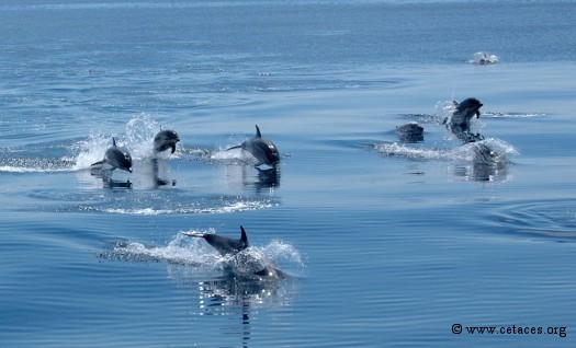 La protection des dauphins