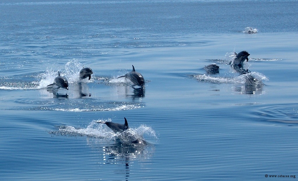 La protection des dauphins