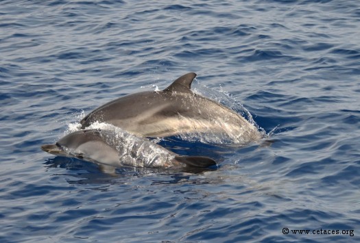 La conservation des dauphins