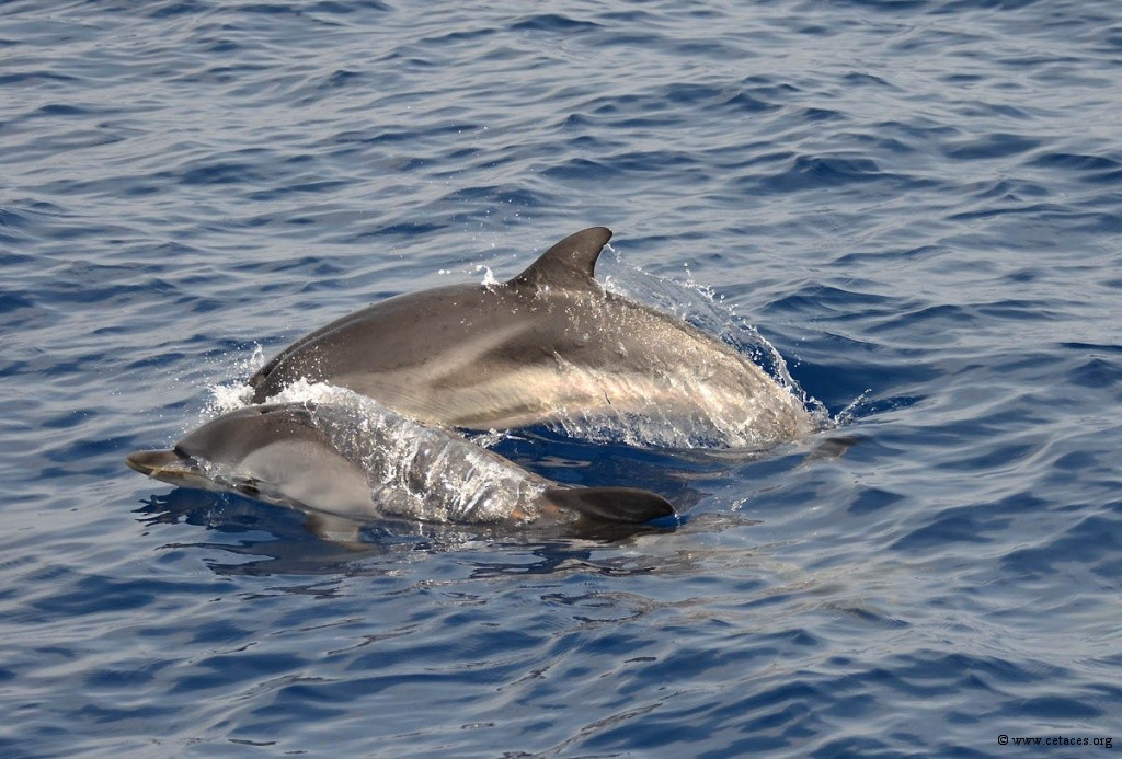 La conservation des dauphins