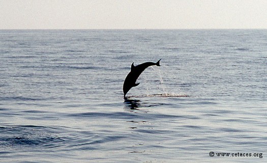 Petit saut de chasse, le soir