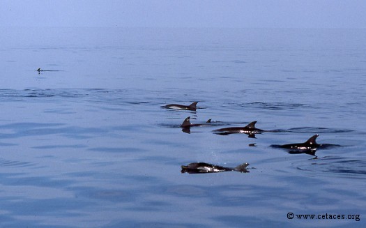 Dauphins Stenella au repos le matin